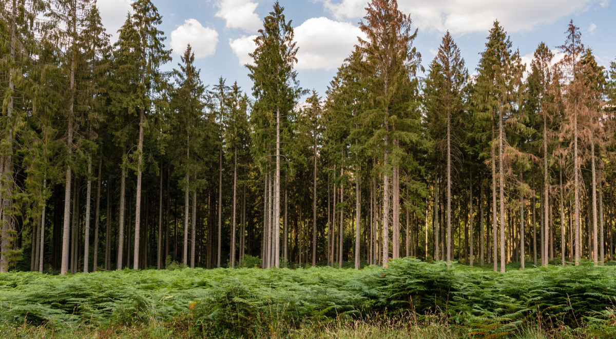 Forêts : forte hausse du prix du bois sur pied en 2021 de + 34