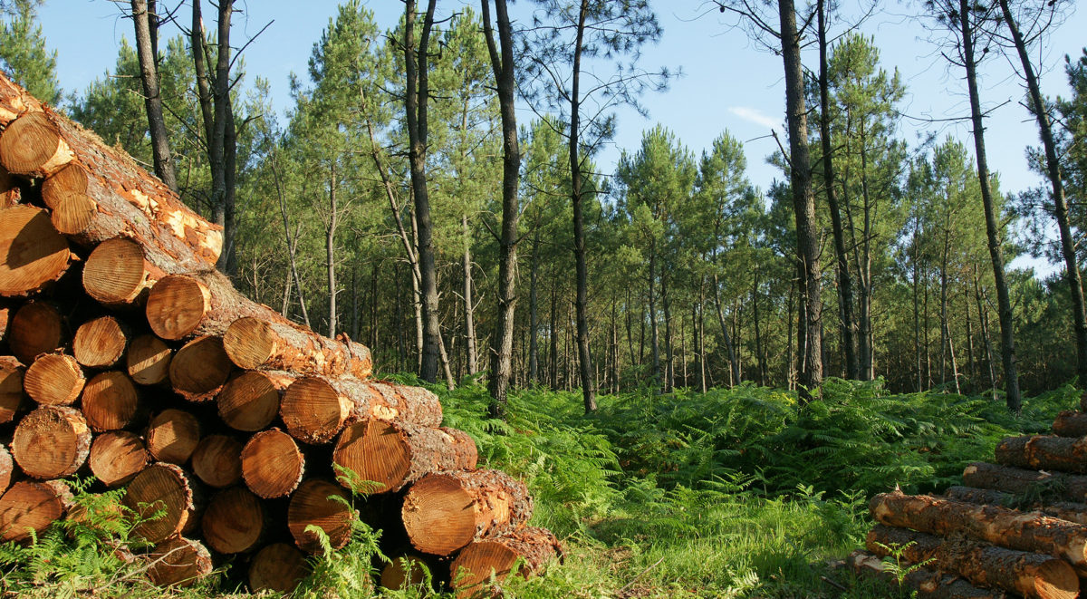 Prix des bois : l'ONF signale une forte hausse au premier semestre